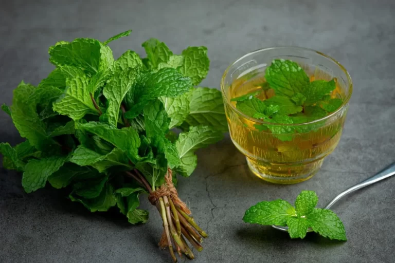 manfaat daun mint