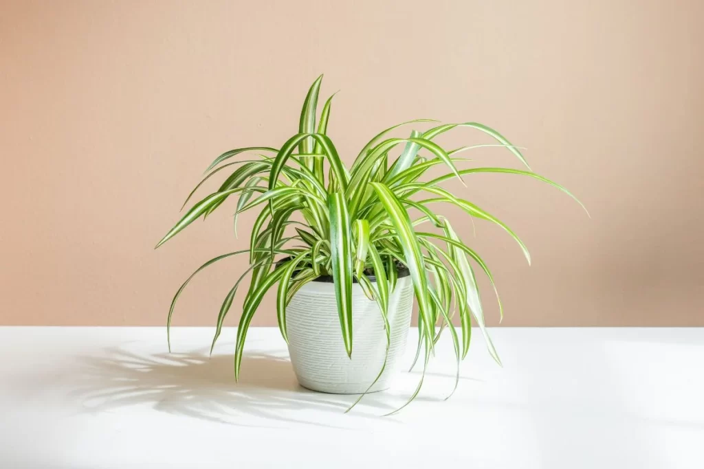 TANAMAN INDOOR spider plant